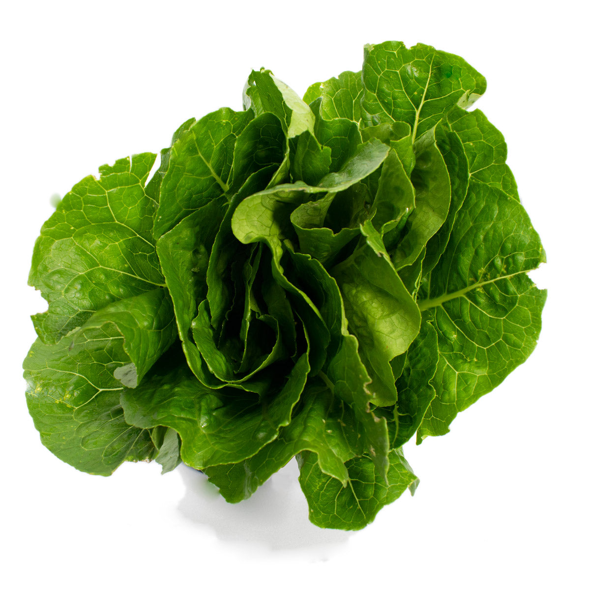 Lechuga Romana Orgánica 400 g certificada Ecocert