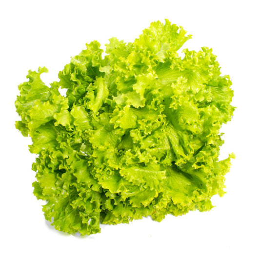 Lechuga Verde Crespa 400 g Orgánica certificada Ecocert